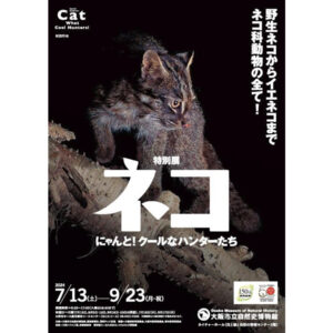 ライオンなどのクールでカッコいい野生ネコ科動物から身近なイエネコまでを紹介した 特別展「ネコ」が大阪・大阪市立自然史博物館ネイチャーホールにて開催