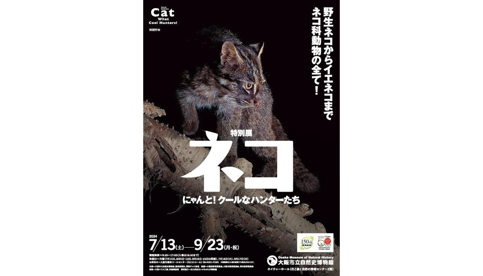 ライオンなどのクールでカッコいい野生ネコ科動物から身近なイエネコまでを紹介した 特別展「ネコ」が大阪・大阪市立自然史博物館ネイチャーホールにて開催