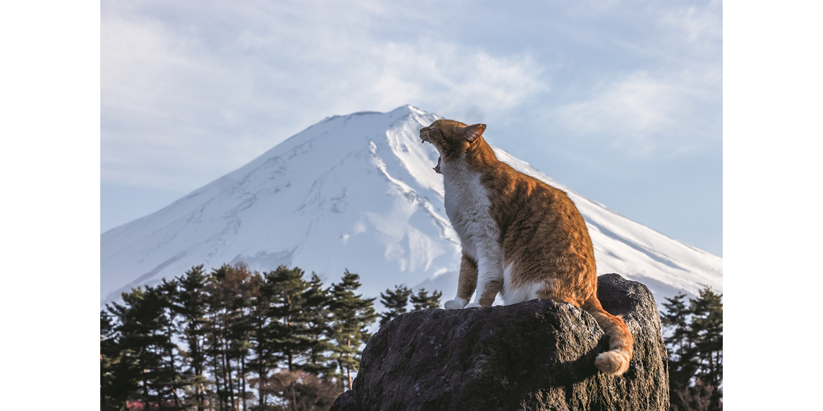 岩合光昭写真展　ご当地ねこ
【中部】山梨県、富士河口湖町