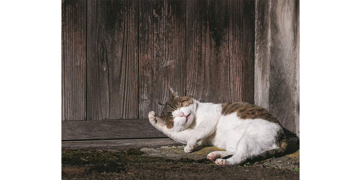 岩合光昭写真展　ご当地ねこ